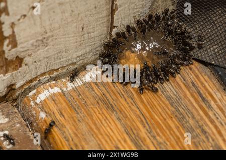 Fourmis de maison odorantes se nourrissant d'appât Ant gel Banque D'Images