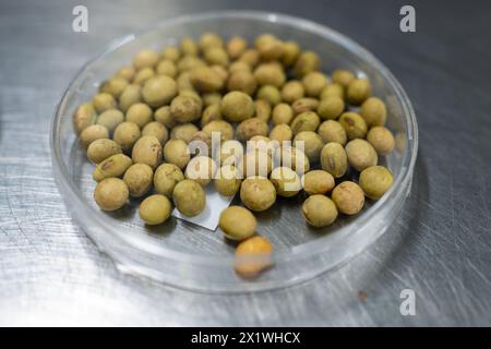 Échantillons en boîte de nouvelles variétés de légumineuses et légumes graines dans la banque de semences, semis pour semis de printemps dans les champs Banque D'Images