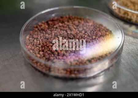 Échantillons en boîte de nouvelles variétés de légumineuses et légumes graines dans la banque de semences, semis pour semis de printemps dans les champs Banque D'Images