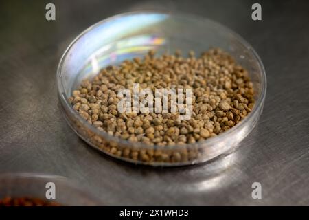 Échantillons en boîte de nouvelles variétés de légumineuses et légumes graines dans la banque de semences, semis pour semis de printemps dans les champs Banque D'Images