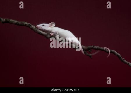 Souris blanche grimpant un brach Banque D'Images