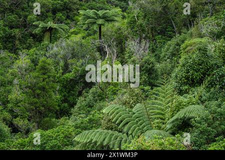 Feuillage dense avec fougères et fougères arborées à Zealandia, Wellington, Île du Nord, Nouvelle-Zélande Banque D'Images