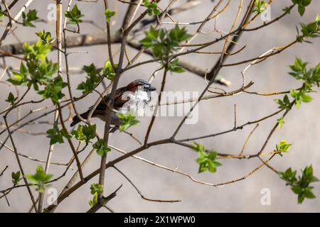 Petit oiseau est sur la branche un jour ensoleillé de printemps. Le moineau italien, également connu sous le nom de moineau cisalpin, est un oiseau passerin de la famil du moineau Banque D'Images