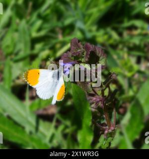 Papillon orange sur une fleur violette au printemps Banque D'Images