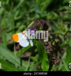 Papillon orange de près sur une fleur violette Banque D'Images