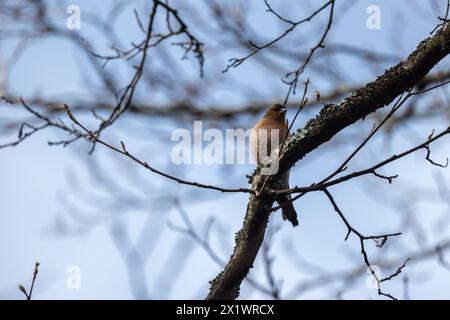 Le petit oiseau est sur la branche. L'aumônier eurasien, aumônier commun, ou simplement aumônier, est un petit oiseau passereau commun et répandu dans le Banque D'Images