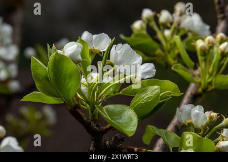 fleurs de poire. arbre en fleurs dans le jardin. fleurs blanches délicates et feuilles vertes et jeunes. Branches de poires fleuries sur fond vert. fermer Banque D'Images