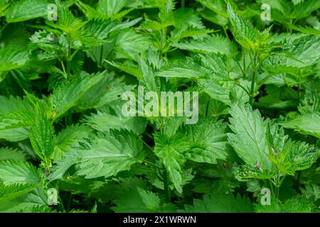 Urtica, nettles ou orties stining nom allemand est Brennnesseln pour le médical et le thé. Banque D'Images