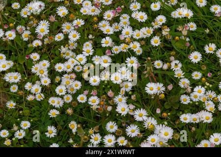 Champ plein de Marguerite fleuri dans un soleil éclatant. Vue détaillée de la pâquerette blanche et jaune commune ou Bellis perennis dans leur habitat naturel. Pelouse D Banque D'Images