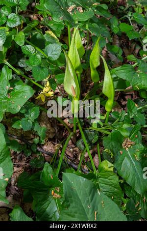 Arum maculatum dans l'habitat. Nakeshead d'aka, racine d'adder, arum sauvage, nénuphars, seigneurs et dames, diables et anges, vaches et taureaux, couckoo-pint, Adam Banque D'Images