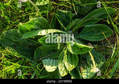 Plantago lanceolata est une espèce de plante à fleurs de la famille des plantains Plantaginaceae. Il est connu par les noms communs ribowort plantain et étroit Banque D'Images