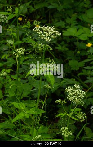 aîné moulu, herbe gerard, herbe évêque, goutweed, moût de goutte, masterwort anglais ou sauvage, ou neige-dans-la-montagne - Aegopodium podagraria - en fleur. Banque D'Images