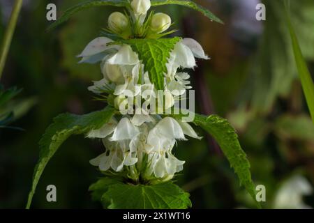 L'album de Lamium, communément appelé ortie blanche ou ortie blanche morte, est une plante à fleurs de la famille des Lamiaceae. Banque D'Images