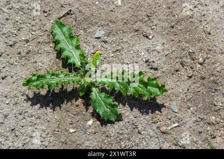 Rosette de jeunes feuilles vertes de chardon du Canada, également de chardon rampant ou de terrain, Cirsium arvense, poussant dans un lit de fleurs. Mauvaises herbes envahissantes. Gros plan sur Banque D'Images