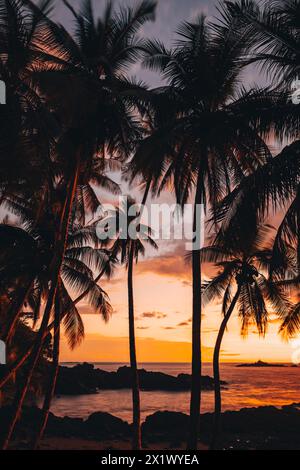 Le coucher de soleil sur l'horizon, les palmiers et la plage, vue verticale Banque D'Images