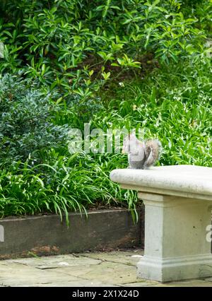 Grey Squirrel assis sur le banc mangeant des arachides, Bury St Edmunds, Suffolk, Angleterre, Royaume-Uni Banque D'Images