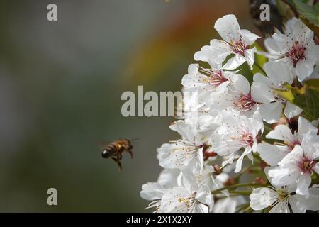 Printemps Royaume-Uni, abeille approchant Cherry Blossom Banque D'Images