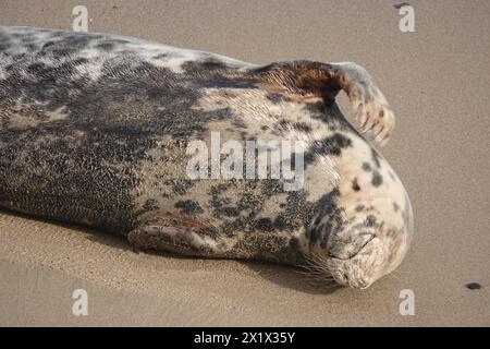 Grey Seal, détente sur Horsey Beach Banque D'Images