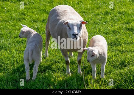 Mère mouton blanche et deux agneaux dans la prairie verte au printemps Banque D'Images