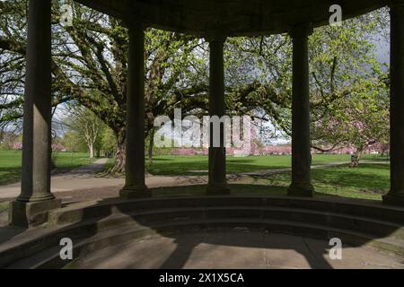 Avec des fleurs de cerisier roses à couper le souffle dans la distance, le puits d'eau thermale en pierre Tewit Well est une belle vue, The Stray, Harrogate, Angleterre, Royaume-Uni. Banque D'Images