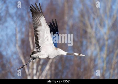 Grue commune (grue eurasienne) volant dans la forêt sans feuilles avec des bouleaux visibles sur le fond début mai sur une soirée ensoleillée en Fi occidentale Banque D'Images