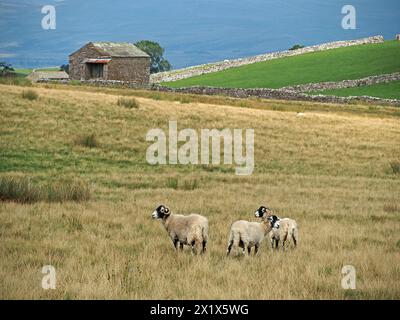 3 moutons à face noire dans les pâturages bruts avec grange et murs de pierre sèche avec Pennines en arrière-plan Cumbria, Angleterre, Royaume-Uni Banque D'Images