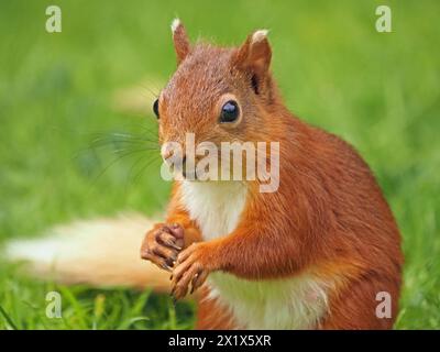 Portrait en gros plan de mignon kit indigène jeune écureuil rouge (Sciuris vulgaris) avec des bouts d'oreille blancs et queue et de longues moustaches se nourrissant dans Cumbria, Angleterre, Royaume-Uni Banque D'Images
