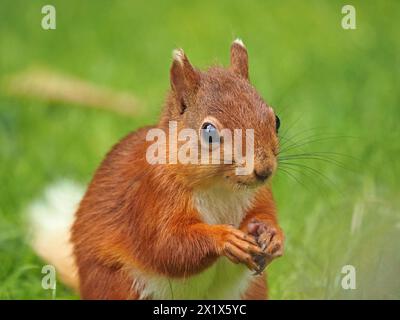 Portrait en gros plan de mignon kit indigène jeune écureuil rouge (Sciuris vulgaris) avec des bouts d'oreille blancs et queue et de longues moustaches se nourrissant dans Cumbria, Angleterre, Royaume-Uni Banque D'Images