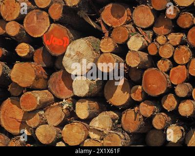 Pile de troncs en bois taillé ensoleillé de circonférence différente - l'un d'un pr d'images, un FEU marqué dans la peinture rouge, et un BOIS marqué, Angleterre, Royaume-Uni Banque D'Images