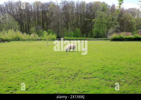 Moutons, agneaux et pâturages, St Fagans, Musée national d'histoire, Cardiff, pays de Galles du Sud. Prise en avril 2024 Banque D'Images