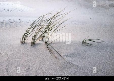 herbe poussant sur la plage Banque D'Images