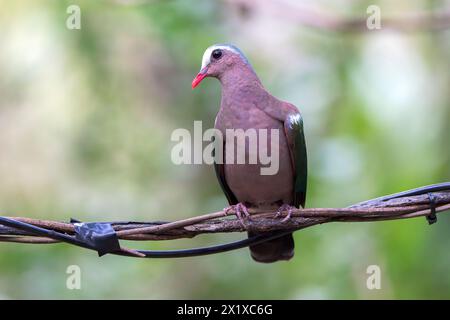 Colombe émeraude commune ou colombe émeraude asiatique, Chalcopaps indica, adulte seul perché sur fil dans la forêt, Wat Thom, Thaïlande Banque D'Images