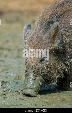 Sanglier (sus scrofa) gros plan de jeunes porcs butinant avec museau boueux creusant dans un bassin de boue au printemps Banque D'Images