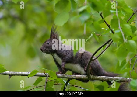 Sciurus vulgaris aka l'écureuil rouge (forme noire) grimpe sur l'arbre au printemps. Banque D'Images