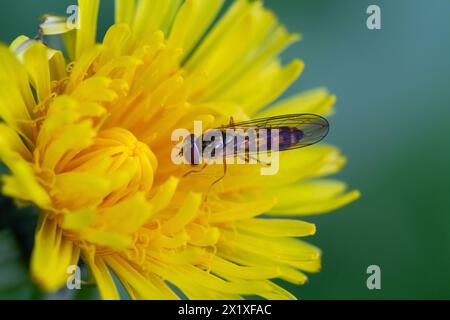 Gros plan d'un hoverfly à carreaux sur la fleur d'un pissenlit Banque D'Images