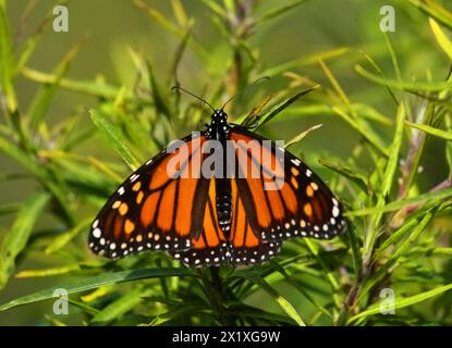 Un papillon monarque - Danaus plexippus sur un buisson africain d'aspersion, son habitat préféré. Observation rare à Oeiras, Portugal. Famille des Nymphalidae. Banque D'Images