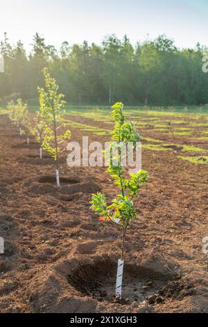 Jeunes pommiers nouvellement plantés dans un verger de ferme. Banque D'Images