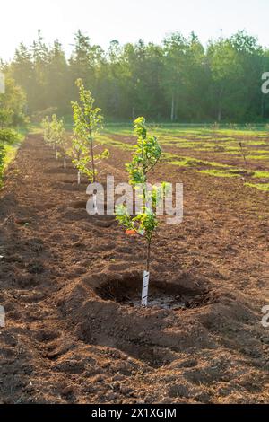 Jeunes pommiers nouvellement plantés dans un verger de ferme. Banque D'Images