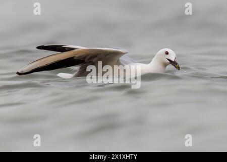 Le goéland à bec mince (Chroicocephalus genei), goéland qui se reproduit très localement autour de la Méditerranée et du nord de l'Inde occidentale. Banque D'Images