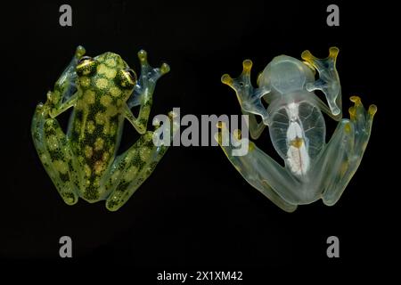 Hyalinobatrachium valerioi, parfois connue sous le nom de grenouille de verre la Palma, est une espèce de grenouille de la famille des Centrolenidae. Il se trouve dans le centre de Costa Banque D'Images