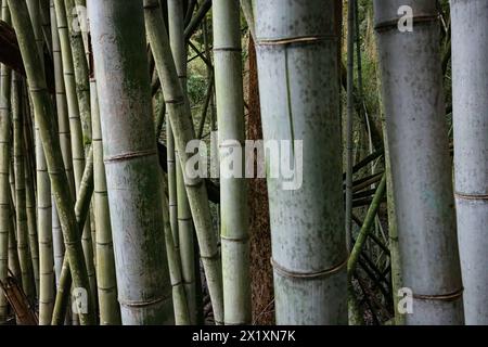 Fond naturel des tiges de bambou gris géant poussant dans une forêt. Banque D'Images