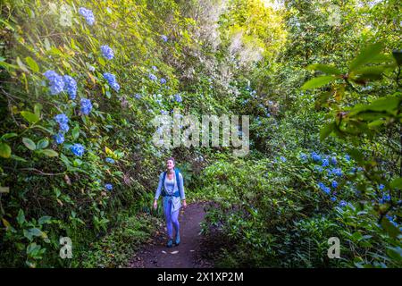 Description : toursit féminin aime marcher le long du sentier vert de randonnée Rainforst envahi par les fleurs d'hortensia. Levada de Caldeirão Verde, Islan de Madère Banque D'Images