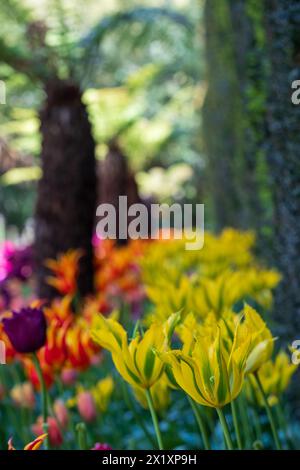 Tulipes colorées, photographiées au printemps aux Victoria Embankment Gardens sur la rive de la Tamise, dans le centre de Londres, au Royaume-Uni. Banque D'Images