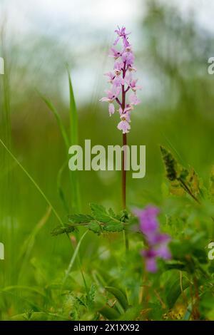 Petite orchidée, Anacamptis morio, Orchis morio Banque D'Images