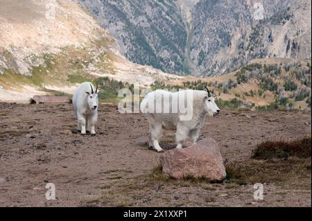 Deux chèvres de montagne sur une colline près de la Beartooth Highway dans le Montana. Banque D'Images