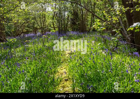 Lumière du soleil brillante dans un bois de bluebell dans le Sussex, avec une vue le long d'un chemin étroit Banque D'Images