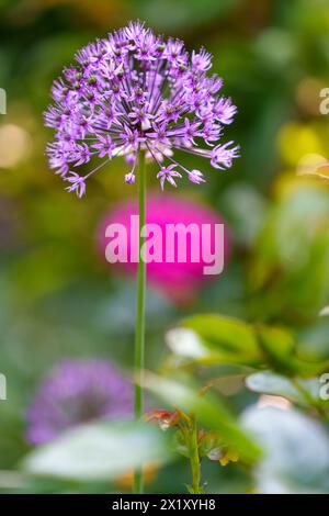 Poireaux fleuris, Alium Banque D'Images