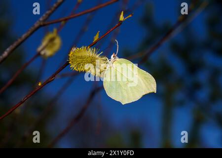 Gonepteryx rhamni famille Pieridae Genus Gonepteryx Brimstone papillon nature sauvage photographie d'insectes, image, papier peint Banque D'Images