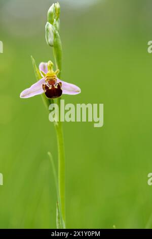 Bee Ragwort, Ophrys apifera, Bee Ragwort Banque D'Images