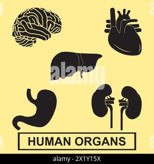 Illustration vectorielle d'icône d'organes humains conception simple Illustration de Vecteur